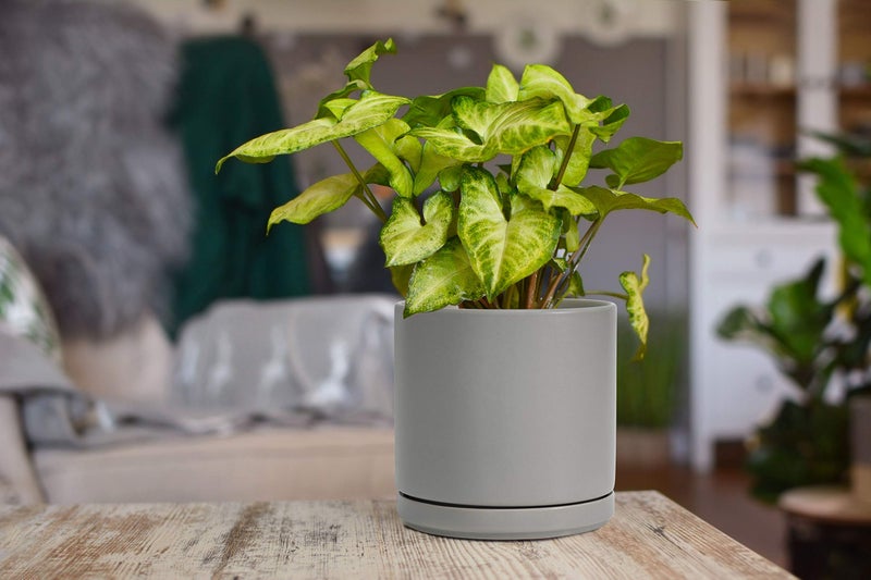 D'vine Dev 6 Inch Ceramic Planter Pot with Drainage Hole and Saucer, Indoor Cylinder Round Flower Pot, Grey, 94-O-C-3 - Image 5